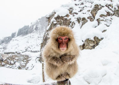 Majmun sedi na snegu Default Title