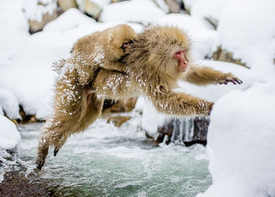 Majmun skok preko vode Default Title