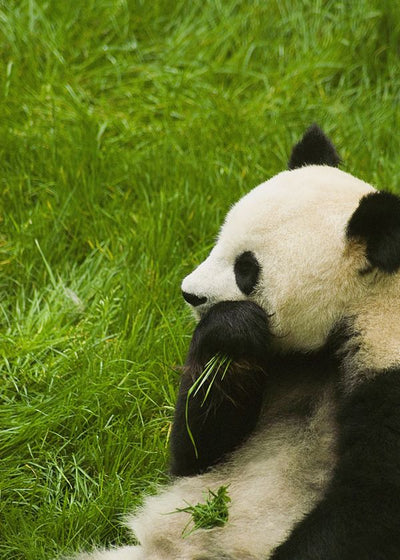 Panda gricka travu Default Title