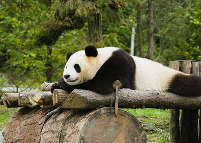 Panda spava na stablu Default Title