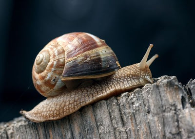 Puz se krece Default Title