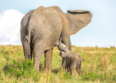 Slon mama i sin Default Title