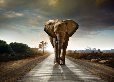 Slon na ulici i zalazak sunca Default Title