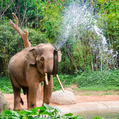 Slon prskanje vode Default Title