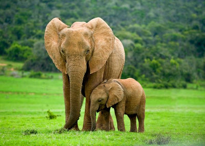 Slon sa majkom Default Title