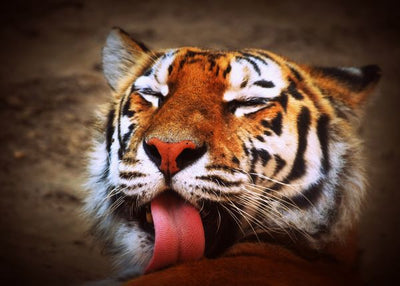 Tigar i njegov jezik Default Title