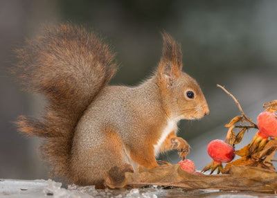 Veverica i crvena biljka Default Title