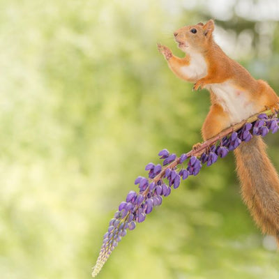 Veverica i ljubicasti cvet Default Title