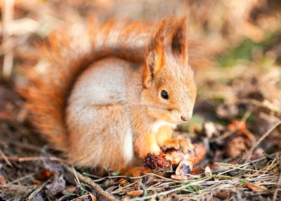 Veverica jede na zemlji Default Title