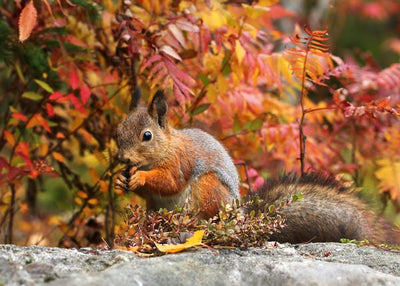 Veverica u jesenjim bojama Default Title