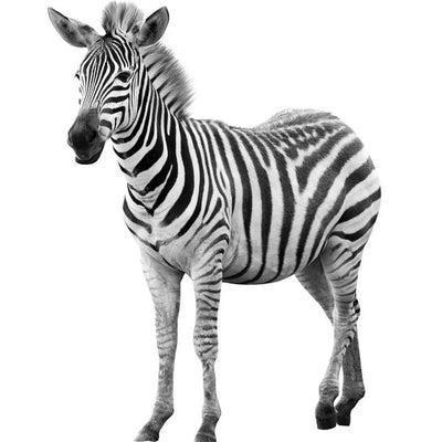 Zebra i pozadina bela Default Title