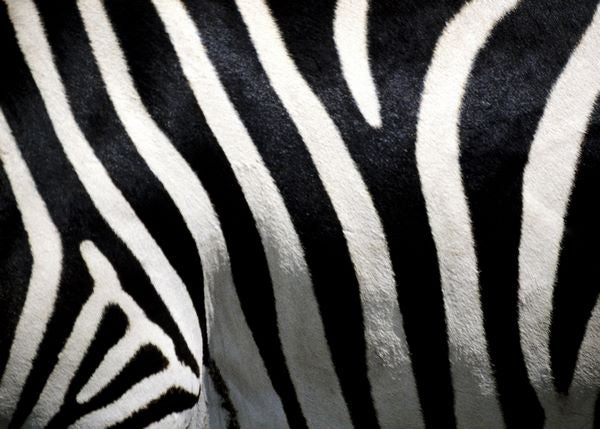 Zebra koza – Posteraj - štampa i uramljivanje