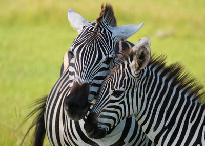 Zebra mnogo se vole Default Title