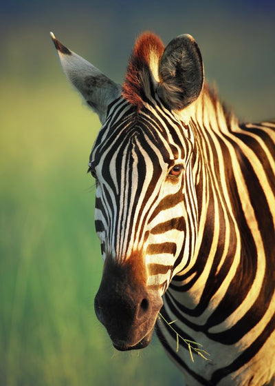 Zebra osuncana Default Title