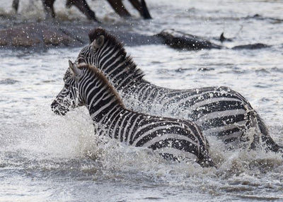 Zebra plivaju Default Title