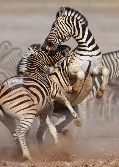 Zebra tuca Default Title