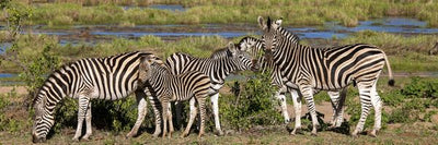 Zebra vise njih u setnji Default Title