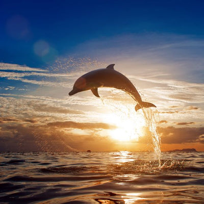 Delfin i suncev zalazak Default Title