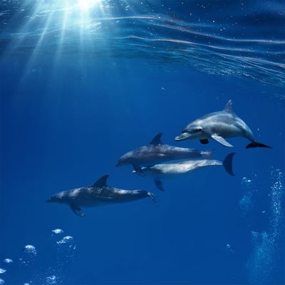Delfin i suncevi zraci Default Title