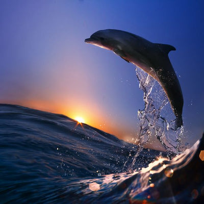 Delfin skace visoko Default Title