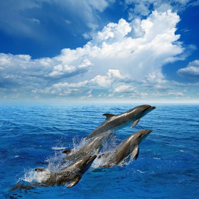 Delfini oblaci i okean Default Title
