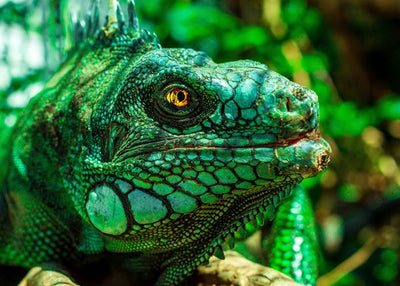 Iguana zelene boje Default Title