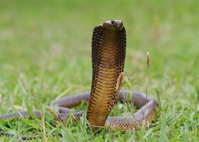 Zmija kobra u travi Default Title