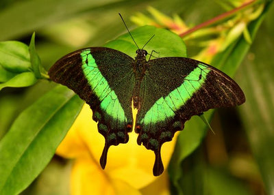 Leptir zeleno crni na listu Default Title