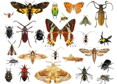 Insekti i leptiri Default Title