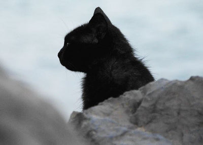 Crna macka malo mace crno bela slika Default Title