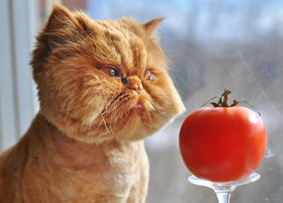 Obicna macka gleda paradajz Default Title