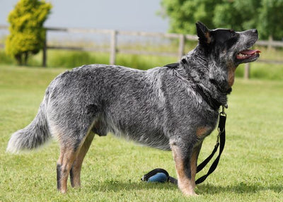 Australijski pastirski pas ceka da se seta Default Title