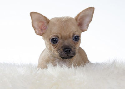 Civava na tepihu Default Title