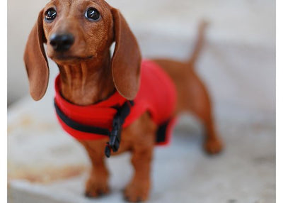 Dachshund crvena Default Title