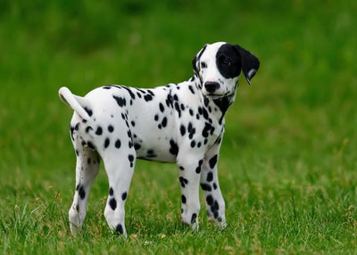 Dalmatinac usamljen Default Title