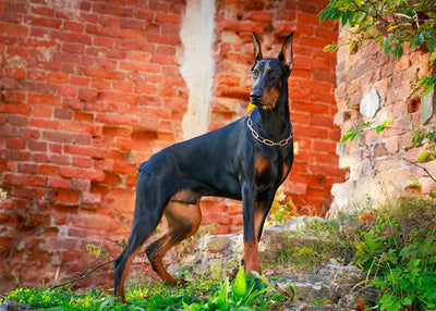 Doberman kraj rusevina Default Title