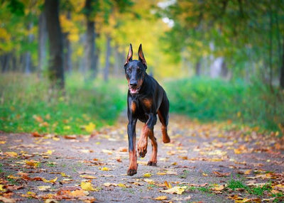 Doberman trci Default Title