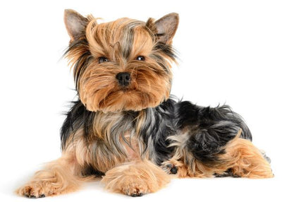 Jorksirski terijer lezi bela pozadina Default Title