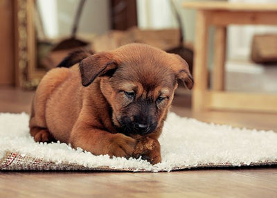 Mali pas lezi na tepihu Default Title