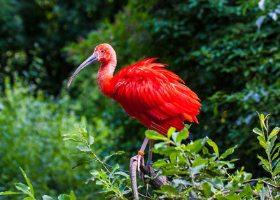 Crveni ibis u prirodi Default Title