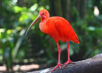 Crveni ibis u sumi Default Title