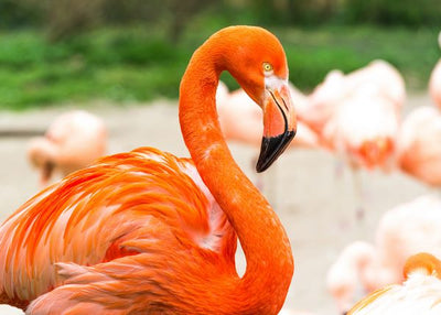 Flamingo crveni i vise belih Default Title