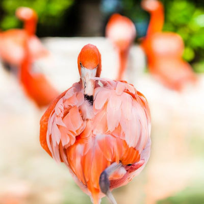 Flamingo izbliza Default Title