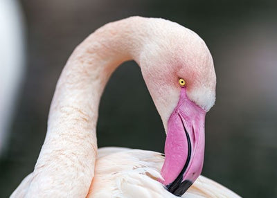 Flamingo pink kljun Default Title