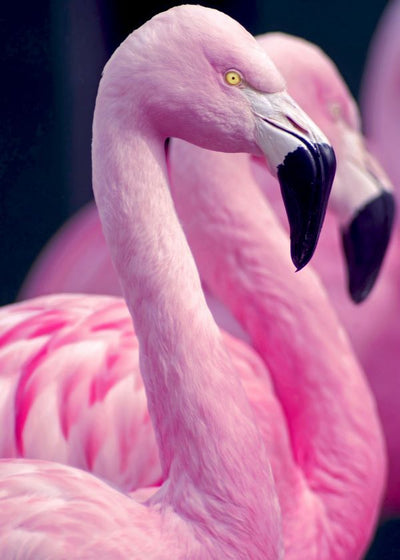 Flamingo pink sa crnim kljunom Default Title
