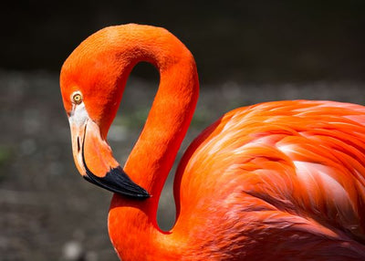 Flamingo savijen vrat Default Title