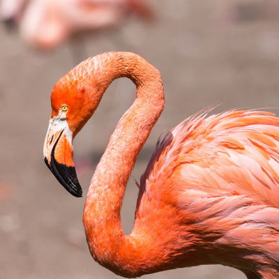 Flamingo tuzan Default Title
