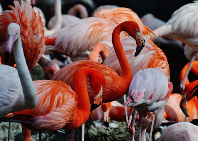 Flamingo vise njih sareni Default Title