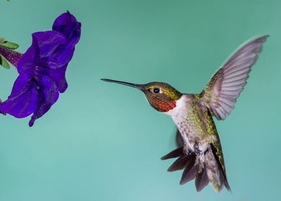Kolibri i ljubicast cvet Default Title