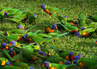 Papagaj Ara na travi Default Title
